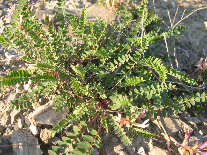 Astragalus monspessulanus / Astragalo di Montpellier